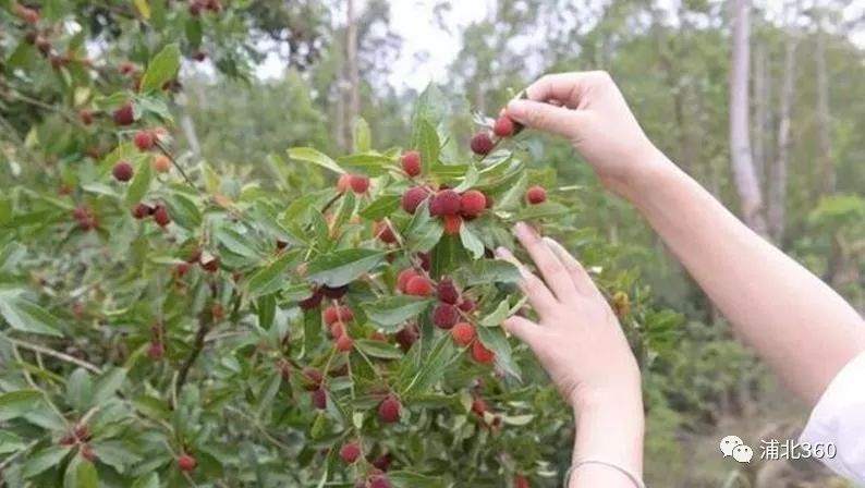 国外富硒水果(水果国外富硒产地)-硒宝网