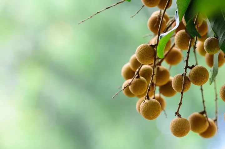 国外富硒水果(水果国外富硒产地)-硒宝网