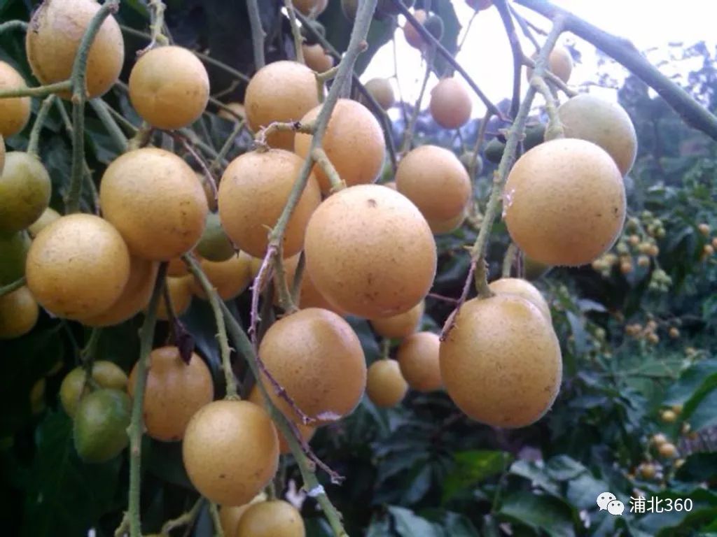 国外富硒水果(水果国外富硒产地)-硒宝网