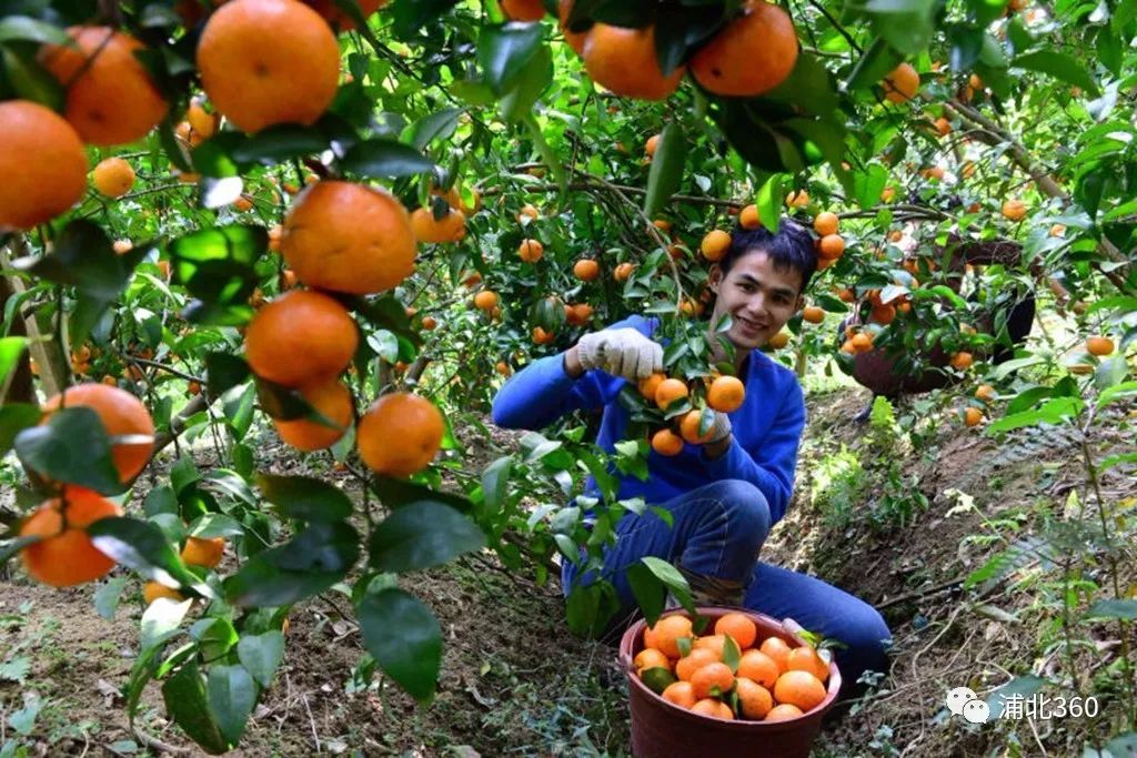 国外富硒水果(水果国外富硒产地)-硒宝网