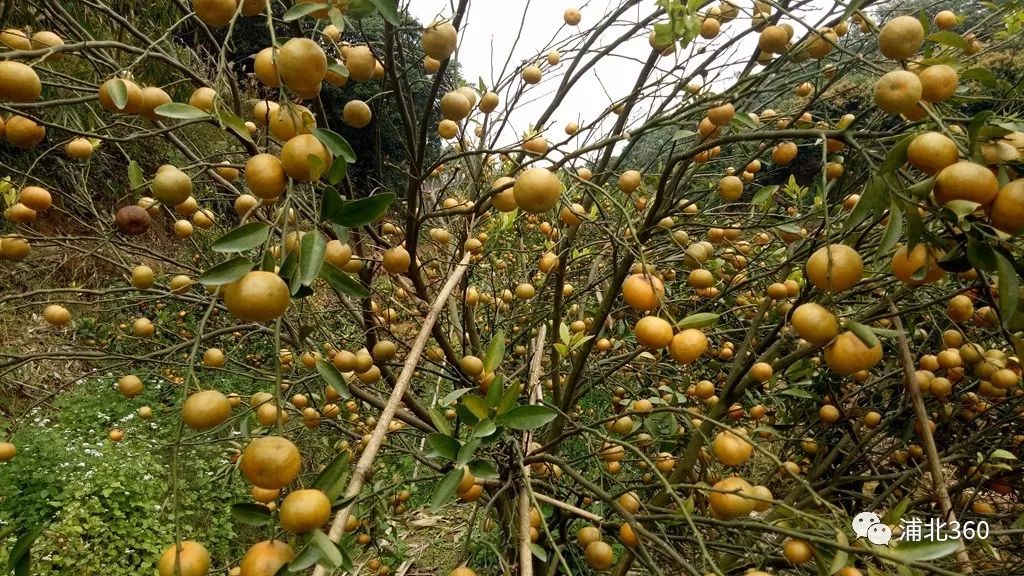 国外富硒水果(水果国外富硒产地)-硒宝网