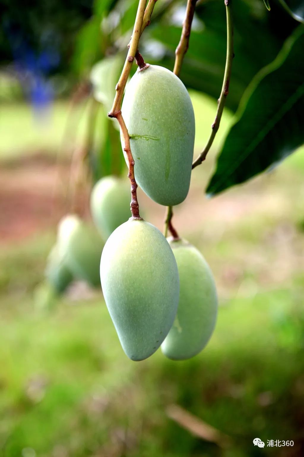 国外富硒水果(水果国外富硒产地)-硒宝网