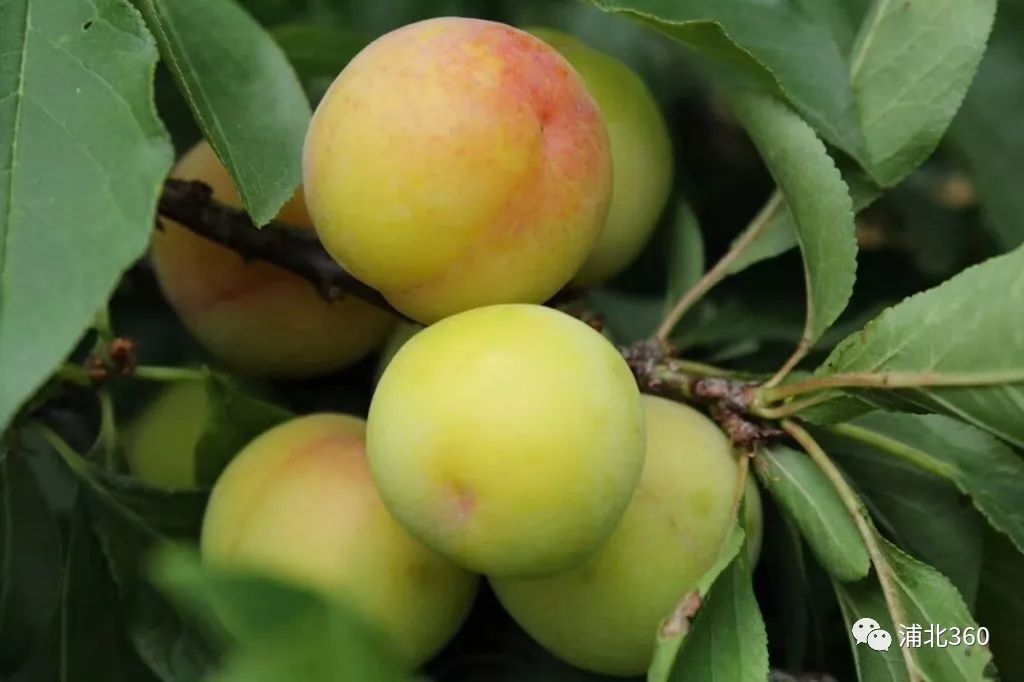 国外富硒水果(水果国外富硒产地)-硒宝网