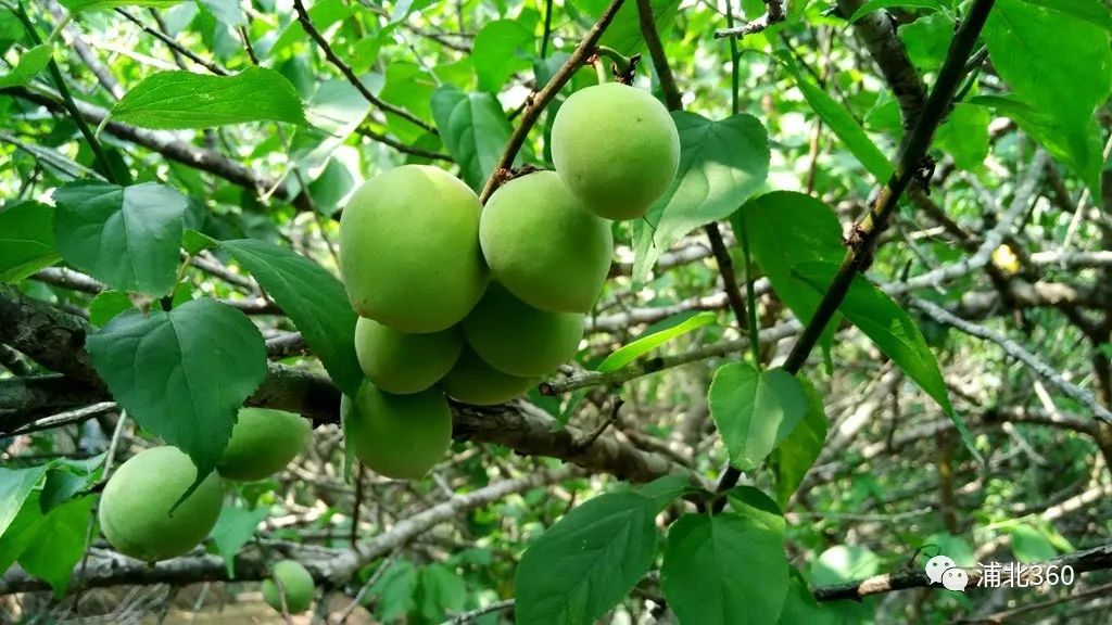 国外富硒水果(水果国外富硒产地)-硒宝网