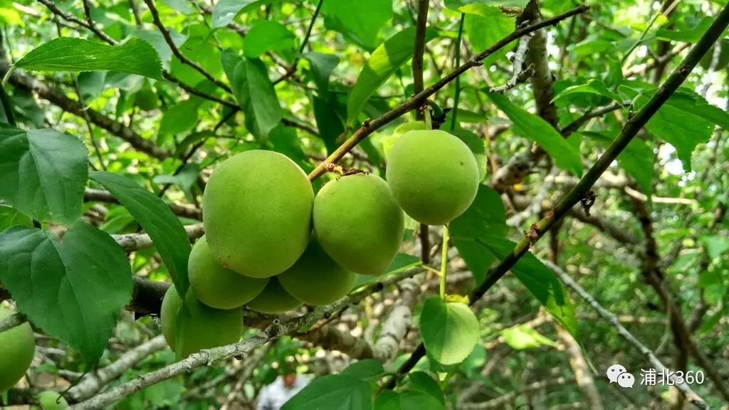 国外富硒水果(水果国外富硒产地)-硒宝网