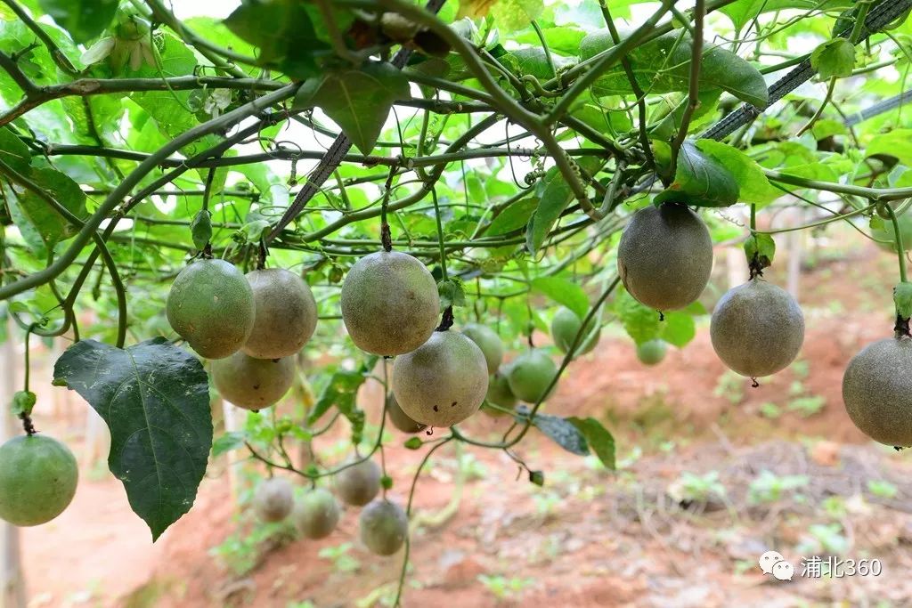 国外富硒水果(水果国外富硒产地)-硒宝网