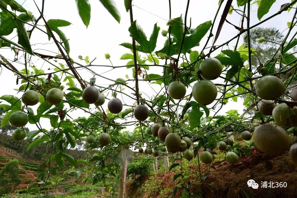 国外富硒水果(水果国外富硒产地)-硒宝网