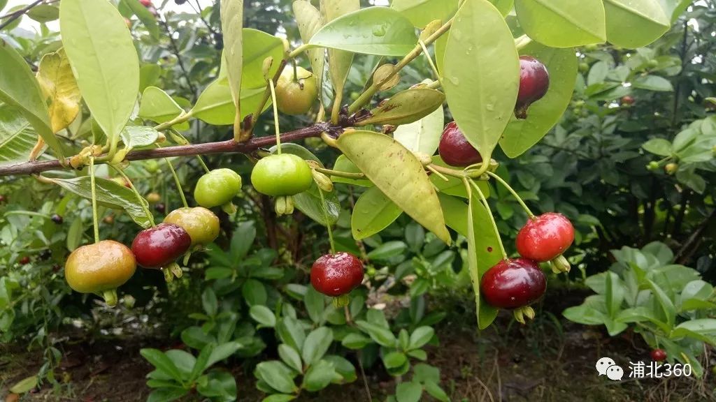 国外富硒水果(水果国外富硒产地)-硒宝网