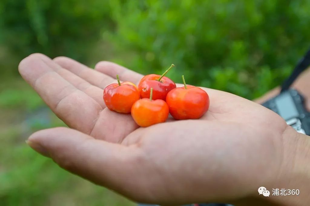 国外富硒水果(水果国外富硒产地)-硒宝网
