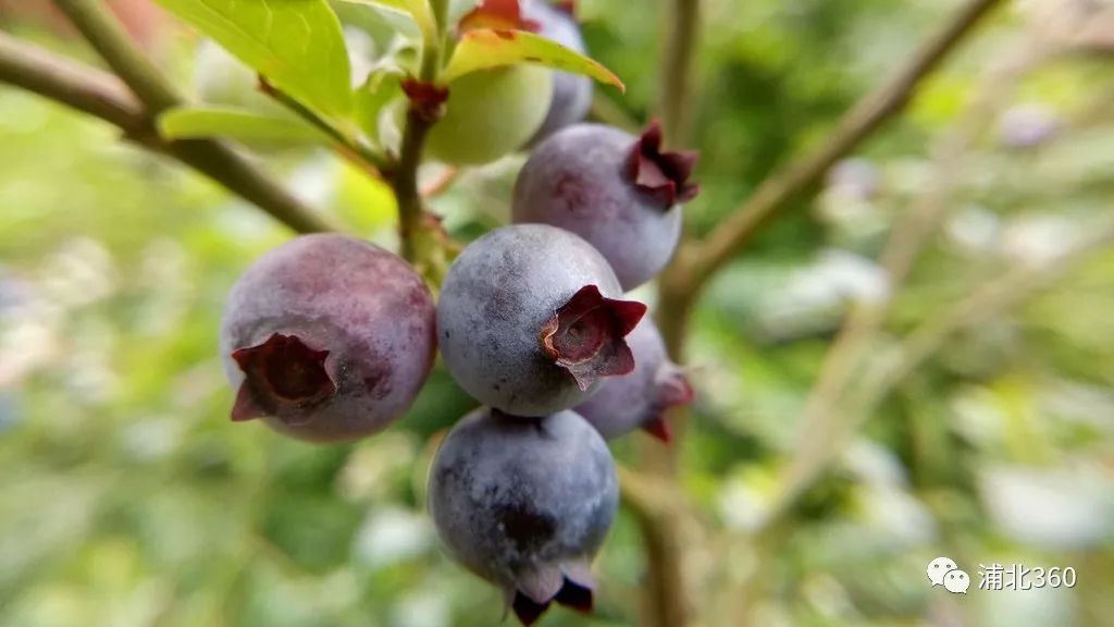 国外富硒水果(水果国外富硒产地)-硒宝网
