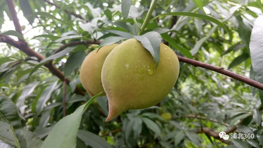 国外富硒水果(水果国外富硒产地)-硒宝网