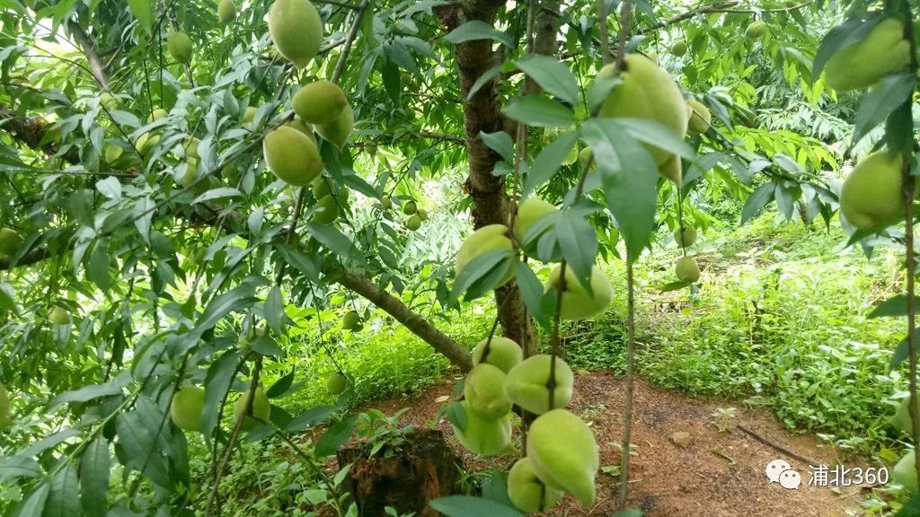 国外富硒水果(水果国外富硒产地)-硒宝网