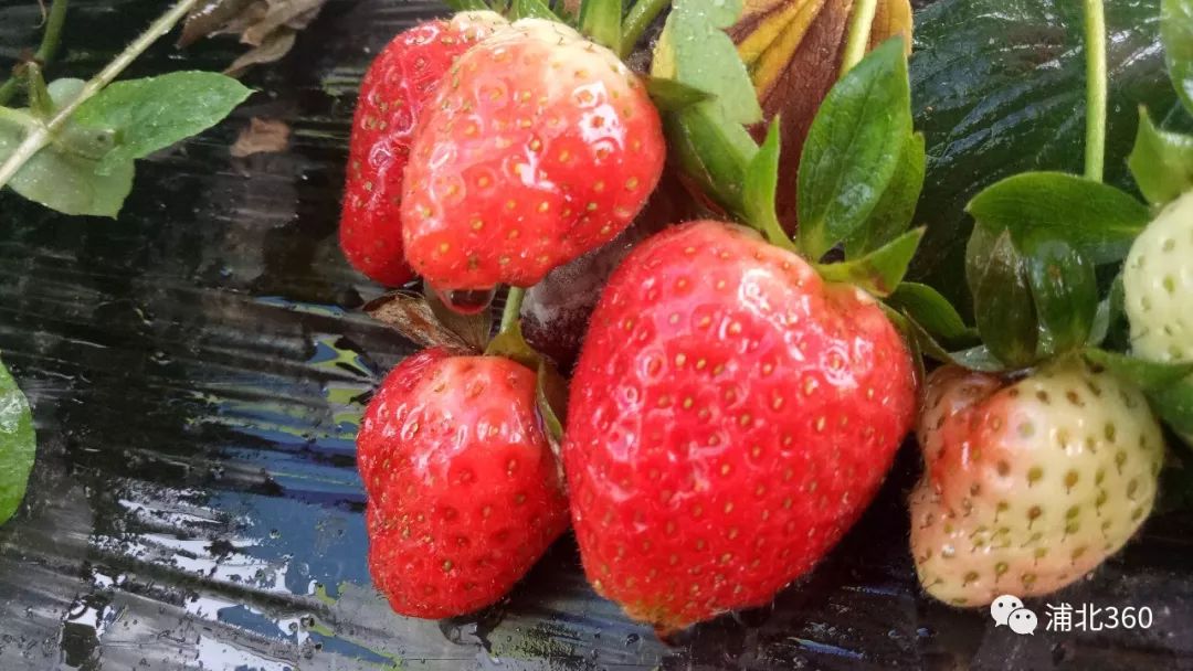 国外富硒水果(水果国外富硒产地)-硒宝网