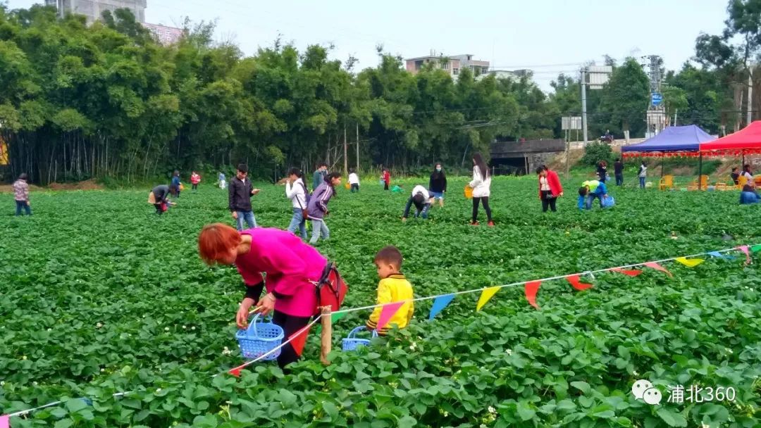 国外富硒水果(水果国外富硒产地)-硒宝网