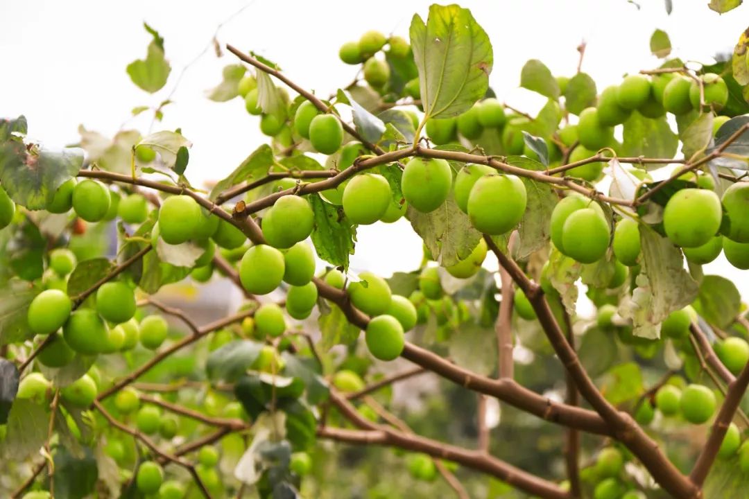 国外富硒水果(水果国外富硒产地)-硒宝网
