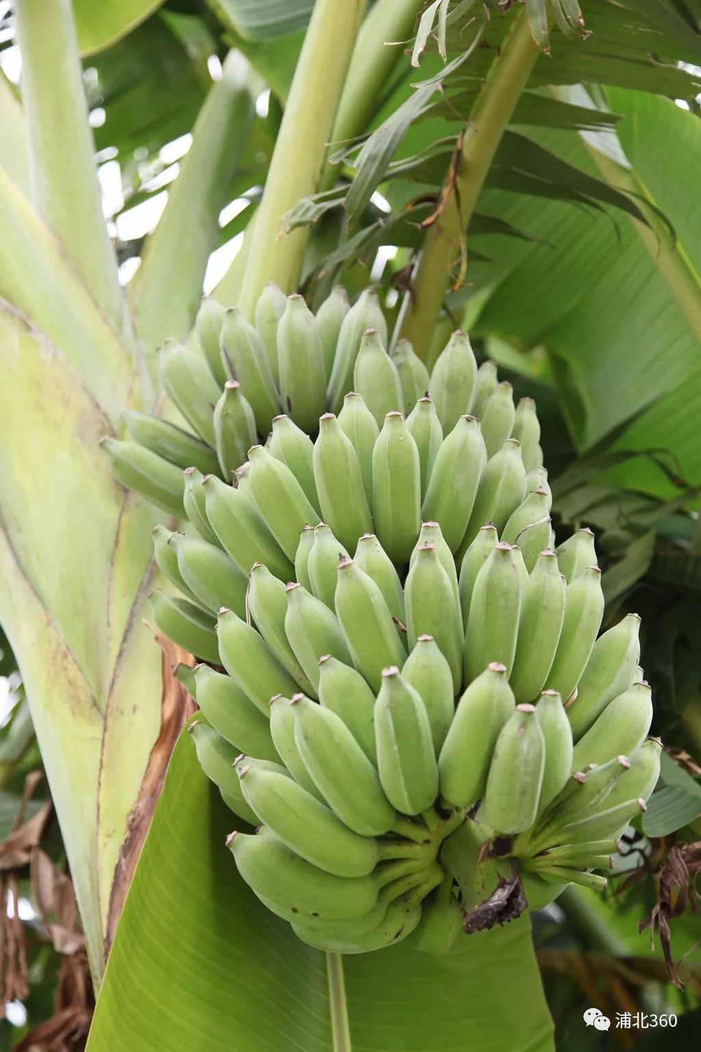 国外富硒水果(水果国外富硒产地)-硒宝网