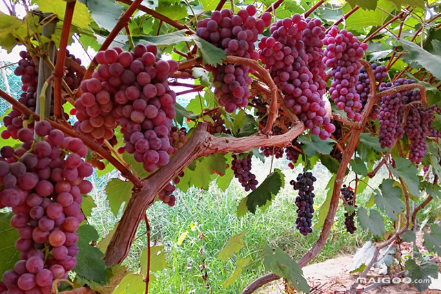 国外富硒水果（富硒水果的国家标准是多少）-硒宝网