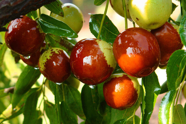 国外富硒水果（富硒水果的国家标准是多少）-硒宝网