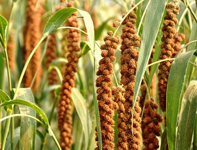 镇江富硒水果（江苏镇江水果）-硒宝网