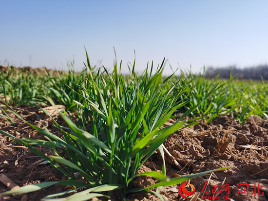 邯郸富硒水果(邯郸富硒农业科技公司)-硒宝网