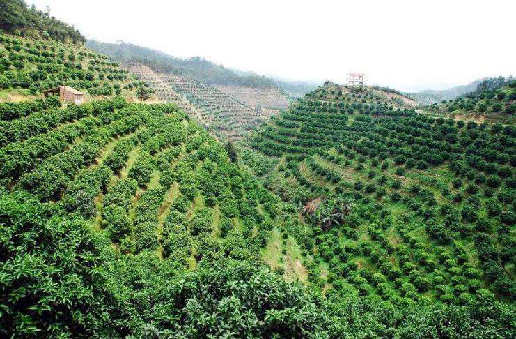 肇庆富硒水果（富硒水果前十名）-硒宝网