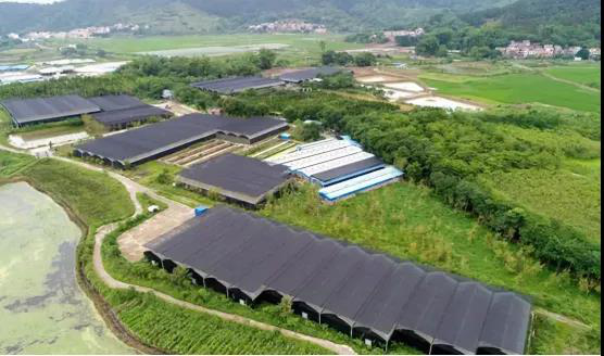 肇庆富硒水果（富硒水果前十名）-硒宝网