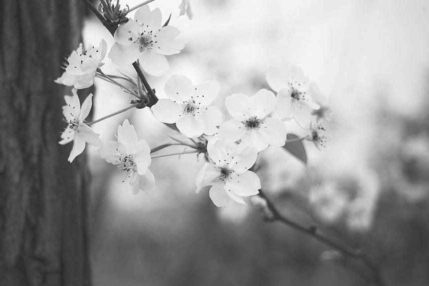 玉树富硒水果(玉树食用)-硒宝网