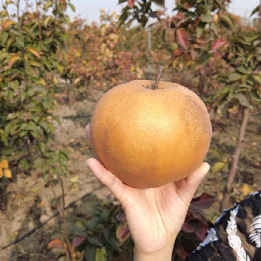 富硒水果指标(水果指标富硒是什么)-硒宝网