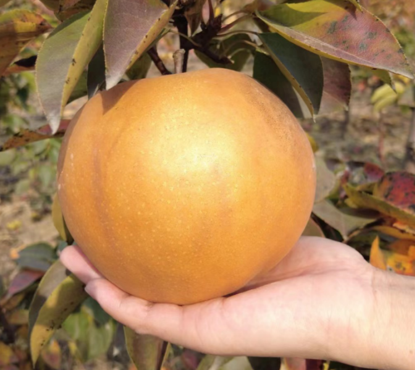 富硒水果指标(水果指标富硒是什么)-硒宝网