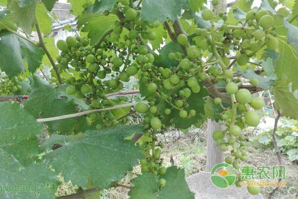 水果富硒技术（水果富硒技术有哪些）-硒宝网