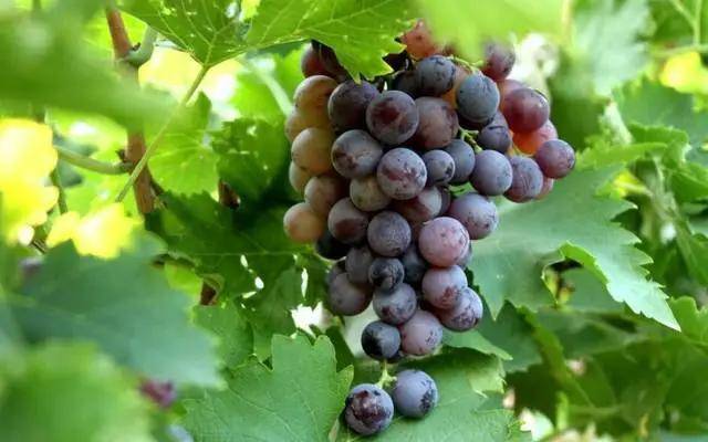 水果富硒技术（水果富硒技术有哪些）-硒宝网