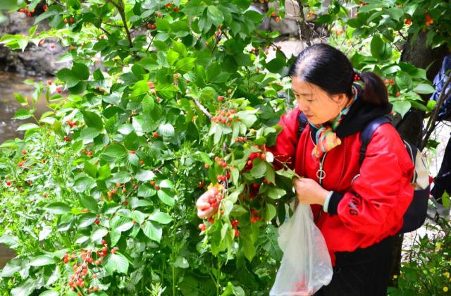 济宁富硒水果(山东富硒水产地)-硒宝网