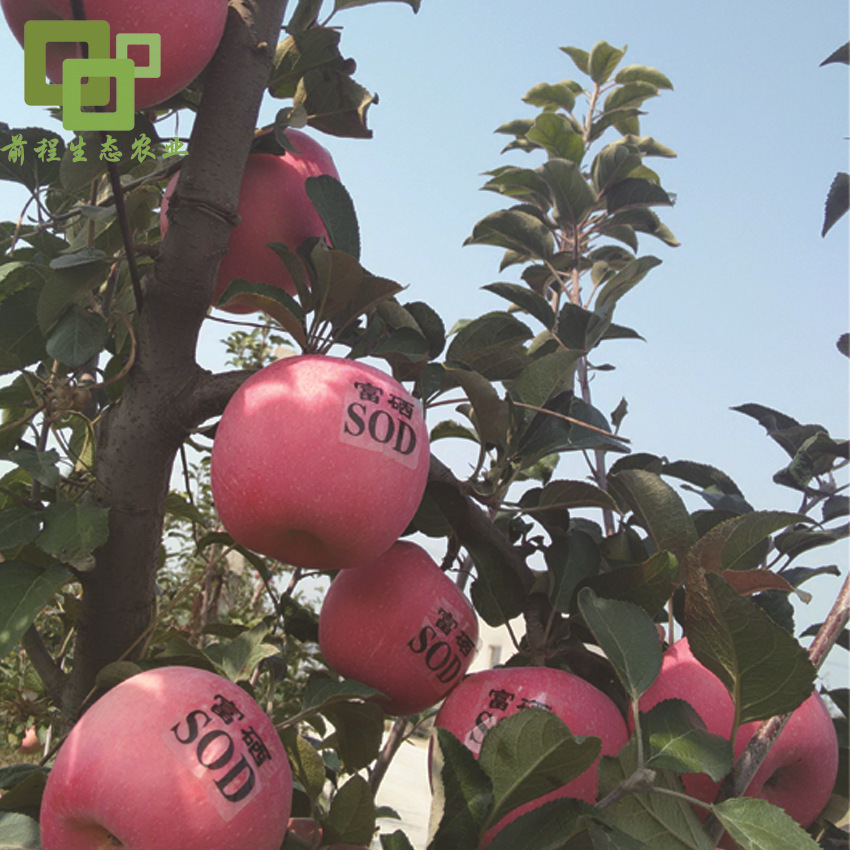 富硒水果苹果（苹果富硒硒含量标准）-硒宝网