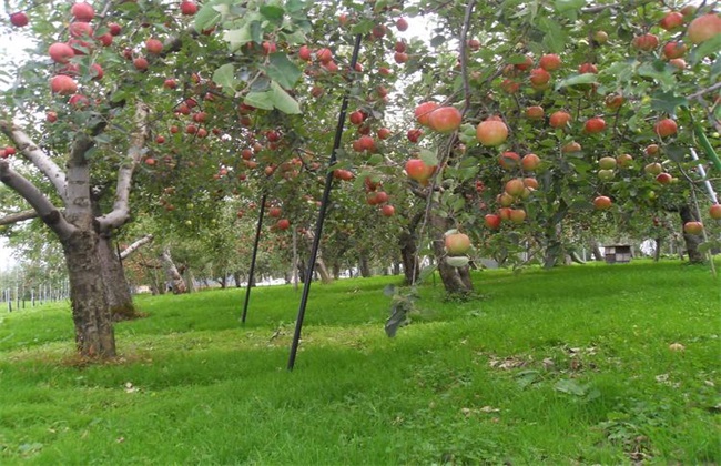 富硒水果认证（富硒水果国家标准）-硒宝网