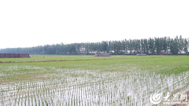 济宁富硒水果(山东富硒水)-硒宝网