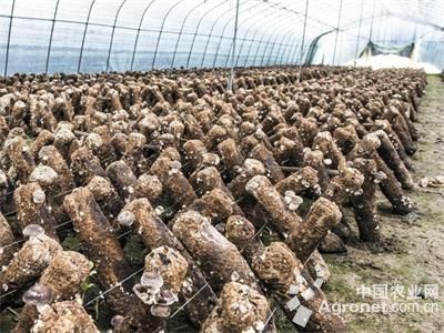 宁都富硒水果（于都富硒蔬菜）-硒宝网