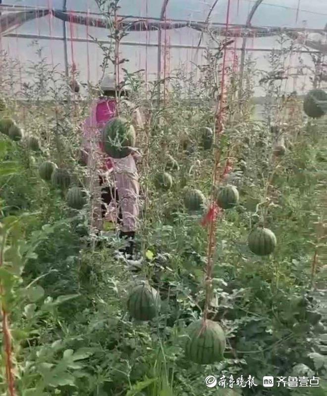 曲靖富硒水果(富硒水果一览表)-硒宝网