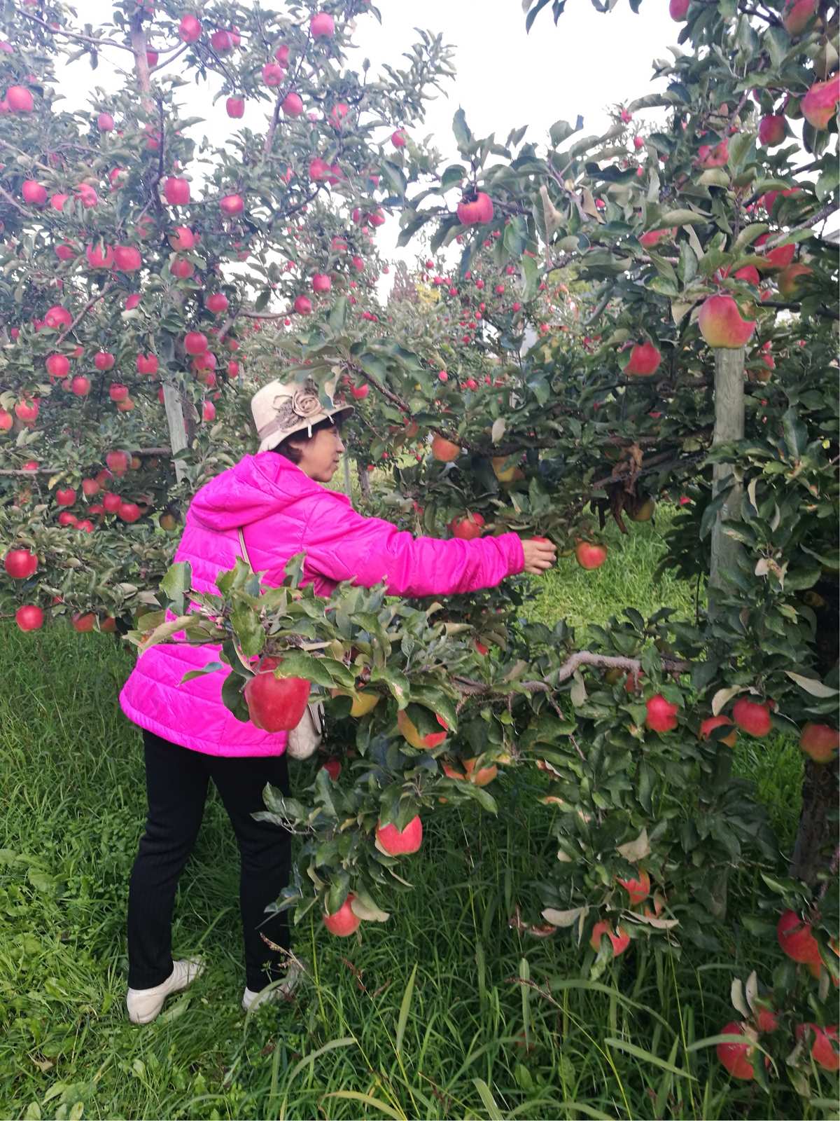 运城富硒水果（富硒果园）-硒宝网