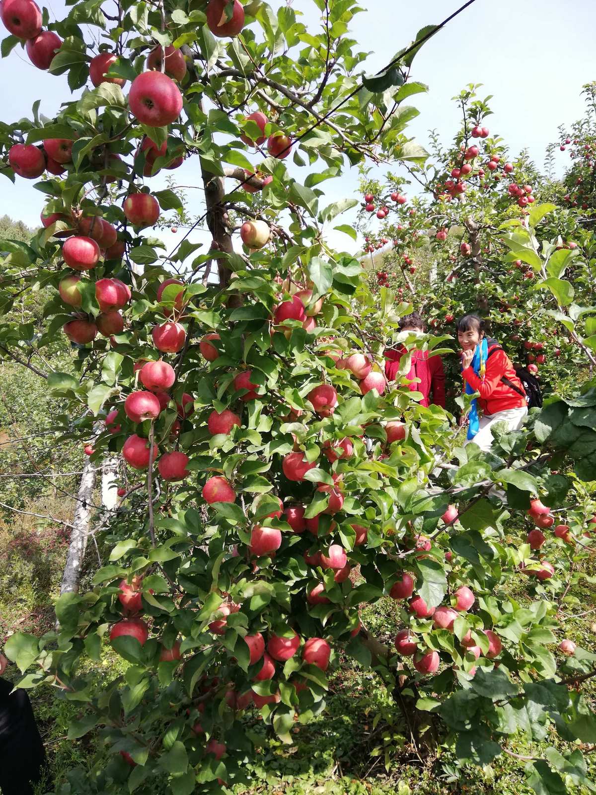 运城富硒水果（富硒果园）-硒宝网