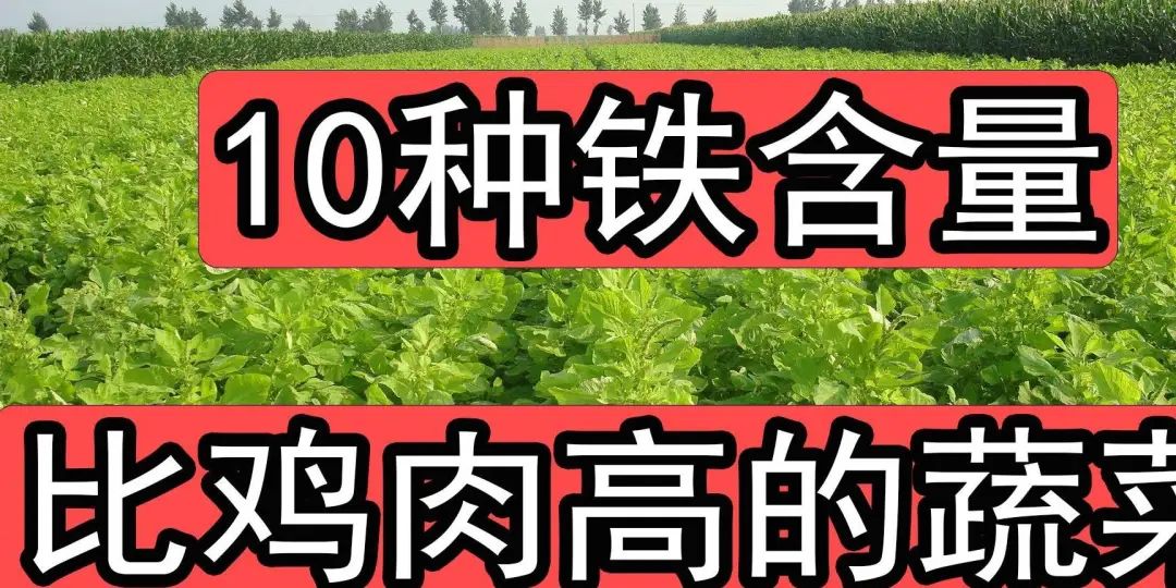 猪肉补铁吗(猪肉补铁补血吗)-硒宝网