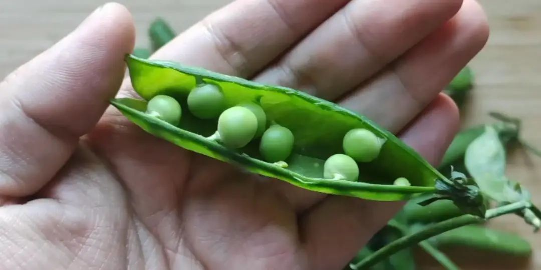 猪肉补铁吗(猪肉补铁补血吗)-硒宝网