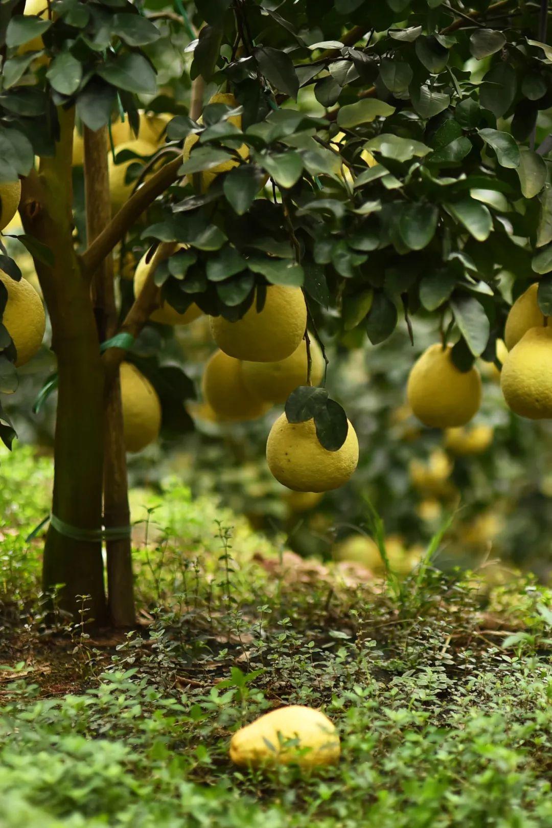 象州富硒水果（硒水果）-硒宝网