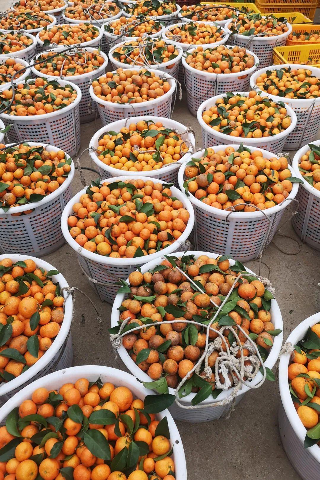 象州富硒水果（硒水果）-硒宝网