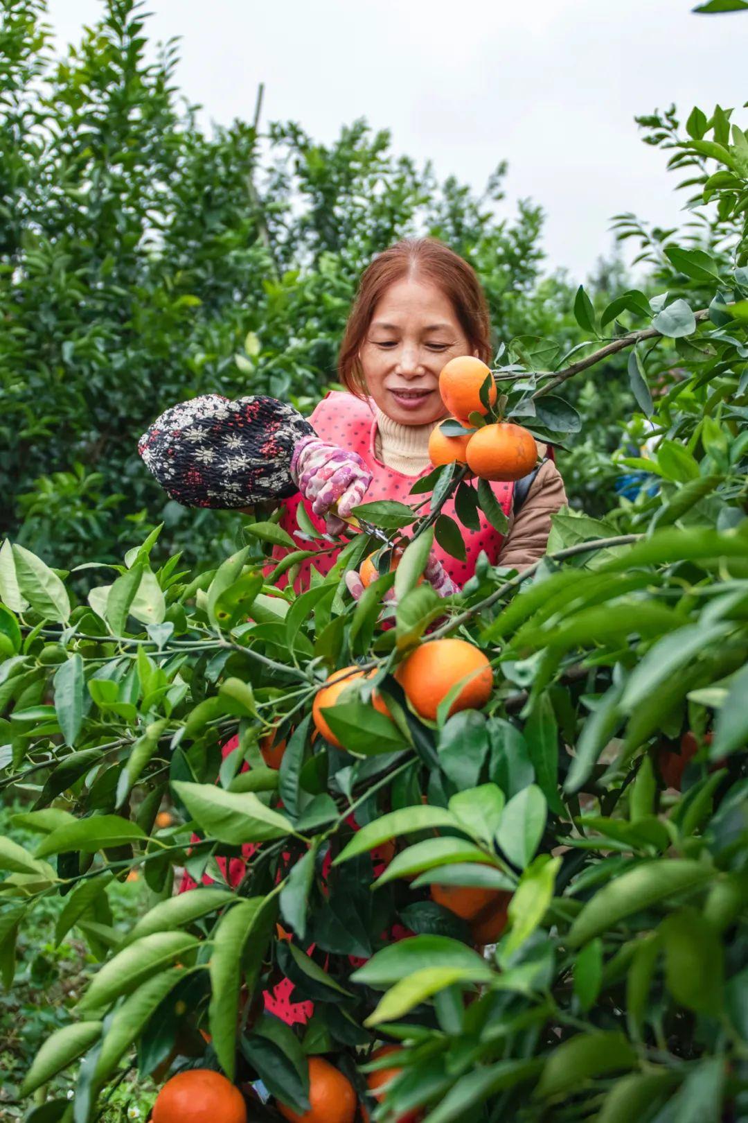 象州富硒水果（硒水果）-硒宝网