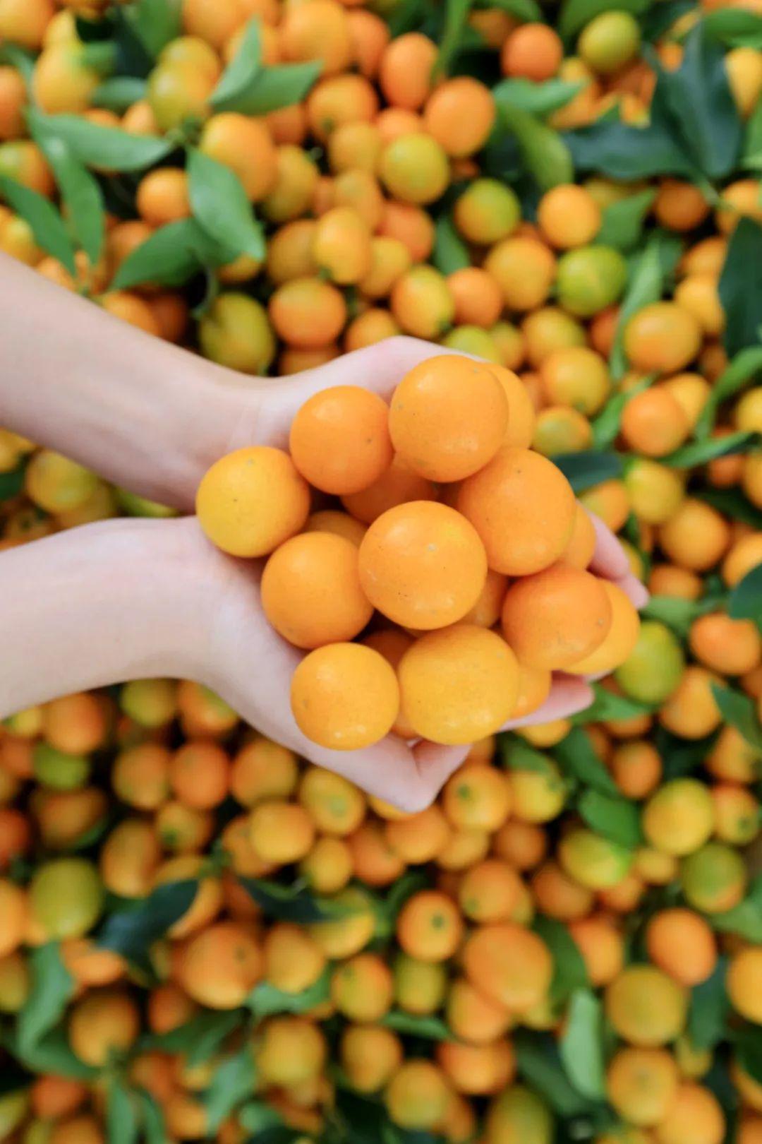 象州富硒水果（硒水果）-硒宝网