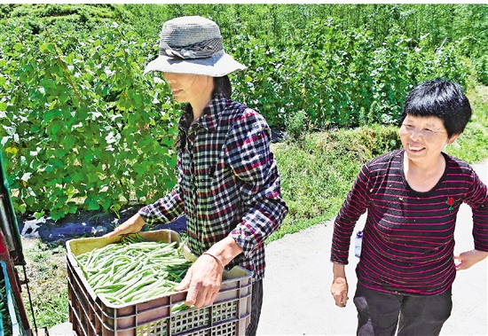 福建富硒水果（福建水果富硒产地）-硒宝网