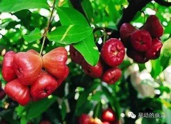 文昌富硒水果（文昌水果富硒产地）-硒宝网