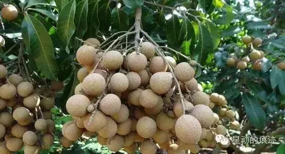 文昌富硒水果（文昌水果富硒产地）-硒宝网