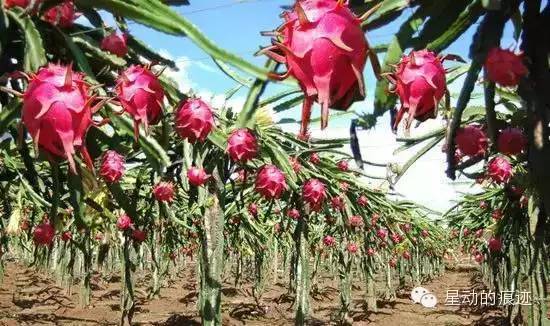 文昌富硒水果（文昌水果富硒产地）-硒宝网