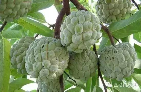 文昌富硒水果（文昌水果富硒产地）-硒宝网